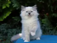 Рэгдолл, фотография 5