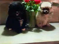 Щенки шпица