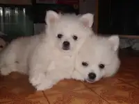 Щенки шпица, фотография 3