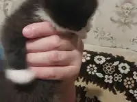 котята в хорошие руки, фотография 5