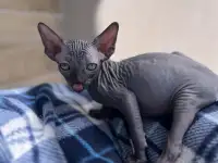 Котята канадского сфинкса, фотография 11
