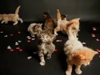 котята мейн-кун, фотография 7