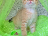 ЗОЛОТАЯ ШИНШИЛЛА шотландские котята, фотография 3