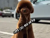 Той пудель Ред браун, фотография 11