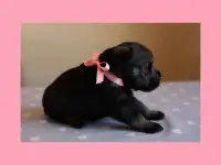 Высокопородистые щенки миттельшнауцера, фотография 7