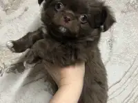 Щенки чихуахуа, фотография 2