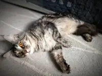 Котята Мейн-кун, фотография 11