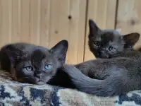 Котята европейской бурмы, фотография 5