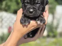 Предлагаются к продаже щенки кане корсо, фотография 9
