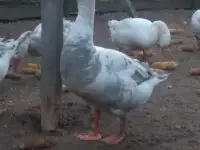 Гуси молодняк, фотография 2