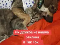 Возьмите хвостиков , комочки счастья