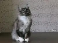 Котёнок Мейн-кун мальчик, фотография 4