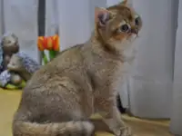 Шотландцы