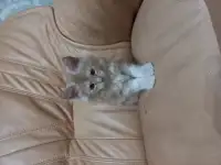 Котята мэйн кун, 2 мес.