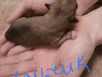 Чихуахуа щенки, фотография 3