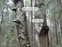 БЕРЕЗОВАЯ ЧАГА ГРИБ(лечебный чай) почтой в Минск и рн., фотография 4