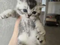 Шотландские котята, фотография 2