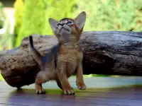 Абиссинские котята, фотография 4