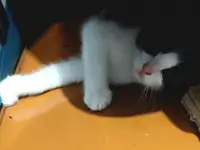 Ищу семью для котенка, фотография 5