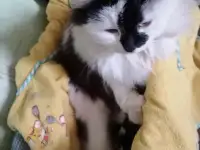 Котята в дар, фотография 6