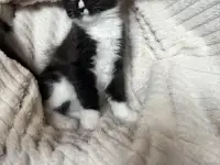 Котята мейн-кун, фотография 4