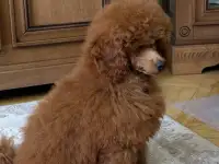 Продажа.пуделей, фотография 8