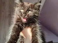 Продажа котят мейн-кунов, фотография 11