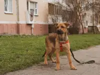 Щенок Джэфри ищет теплый уютный дом!, фотография 5