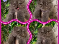 Персидские котята экстремального типа чистокровные.Персы.Котята., фотография 11