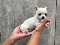 Щенки чихуахуа, фотография 4