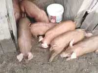 Поросята дюрок