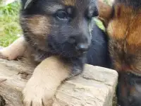 Щенки немецкой овчарки, фотография 2