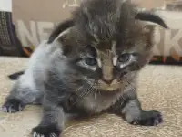 Котята мейн кун, фотография 4