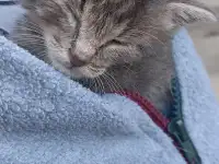 Срочно! Маленький Котенок мальчик в дар!, фотография 6