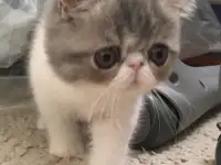 Экзотические короткошёрстные котята, фотография 5