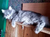 Эффектный котище Серый, кастрирован, фотография 4