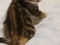 Шотландские котята, фотография 8