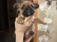 Французский бульдог
