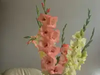 Гладиолусы