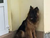 Немецкий овчарки щенки, фотография 2