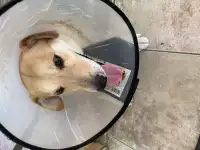 Собака после ДТП!