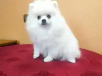 Белоснежная девочка померанского шпица