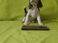 Щенки Бигль, фотография 3