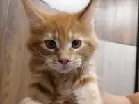 Продам котят породы мей-кун, фотография 4