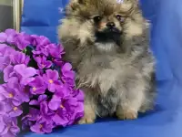 Померанский шпиц, щенки. Мальчики, фотография 4
