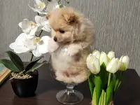 Щенки, фотография 3