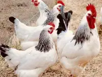 Продам кур несушек