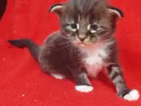 Котята мейн кун, фотография 2