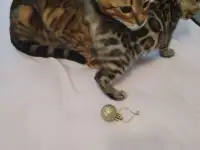 Продам бенгальского котенка
