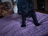Щенки Лабрадора с Хаски